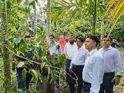 রাম্বুটান চাষে দৃষ্টান্ত নারী উদ্যোক্তা খাদিজা, পরিদর্শনে নীলফামারীর ডিসি
