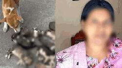 আট কুকুরছানা হত্যা মামলায় অভিযুক্ত নারীর জামিন