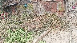 শ্রীবরদীতে পারিবারিক কলহে গাছ কর্তন করে জমি দখলের অভিযোগ 