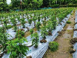 কৃষিতে মালচিং প্রযুক্তি: ভ্যাট সহায়তা পেলে কমবে উৎপাদন খরচ, লাভবান হবেন কৃষক