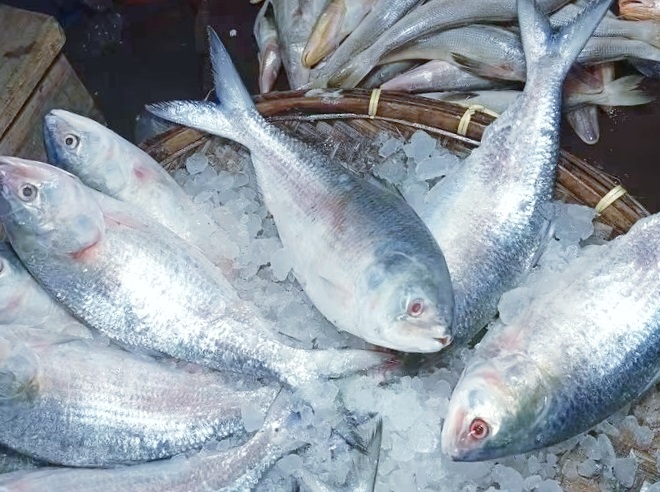 লক্ষ্মীপুরের বাজারে ইলিশের চড়া দাম, নাগালের বাইরে সাধারণ ক্রেতা